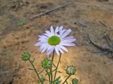 Chrysanthemum zawadskii