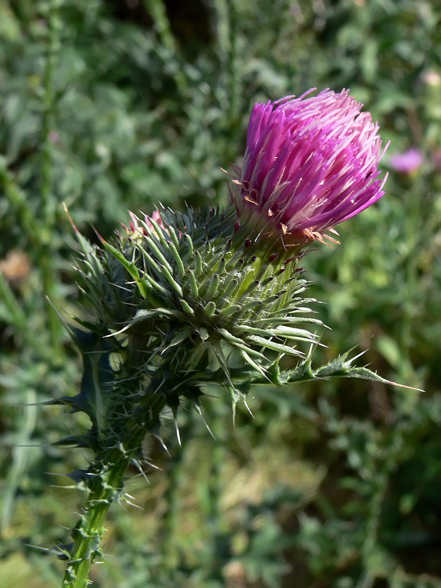 Image of Carduus acanthoides specimen.