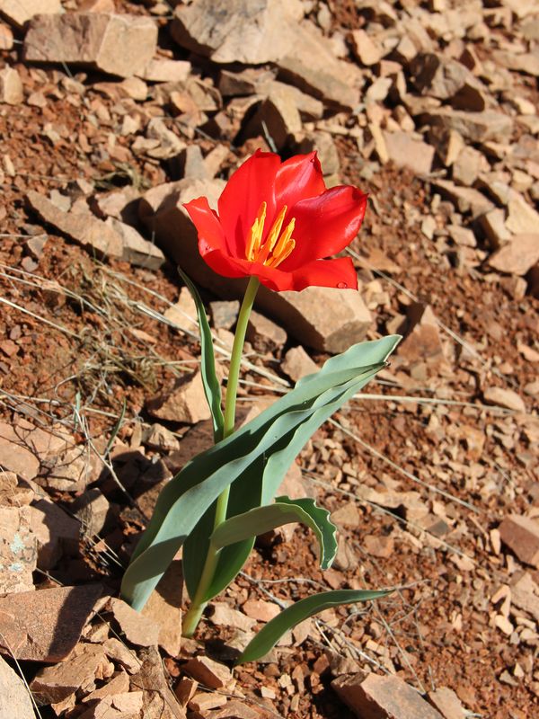 Изображение особи Tulipa vvedenskyi.