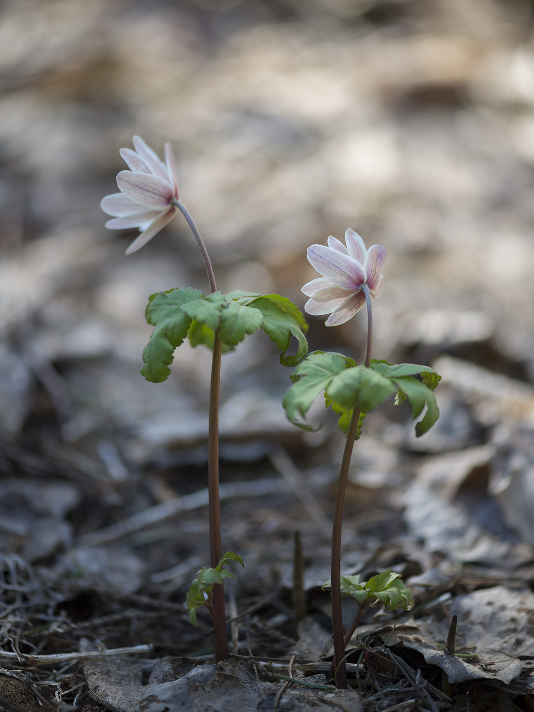 Image of Anemone altaica specimen.