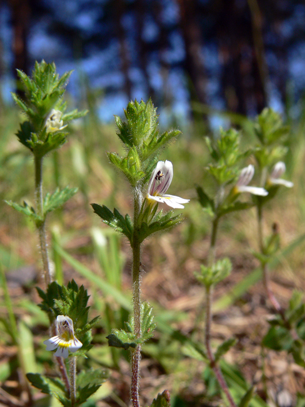 Изображение особи Euphrasia hirtella.