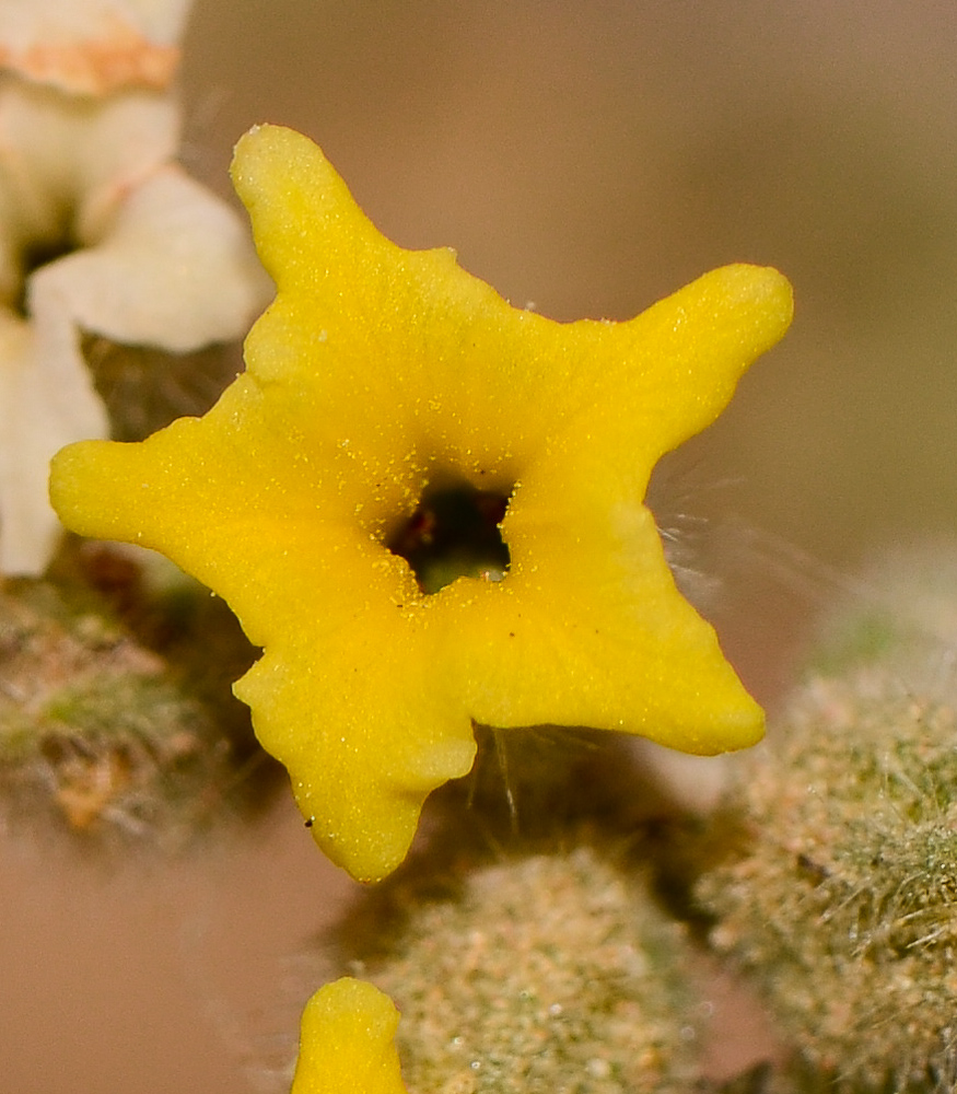 Image of Heliotropium arbainense specimen.