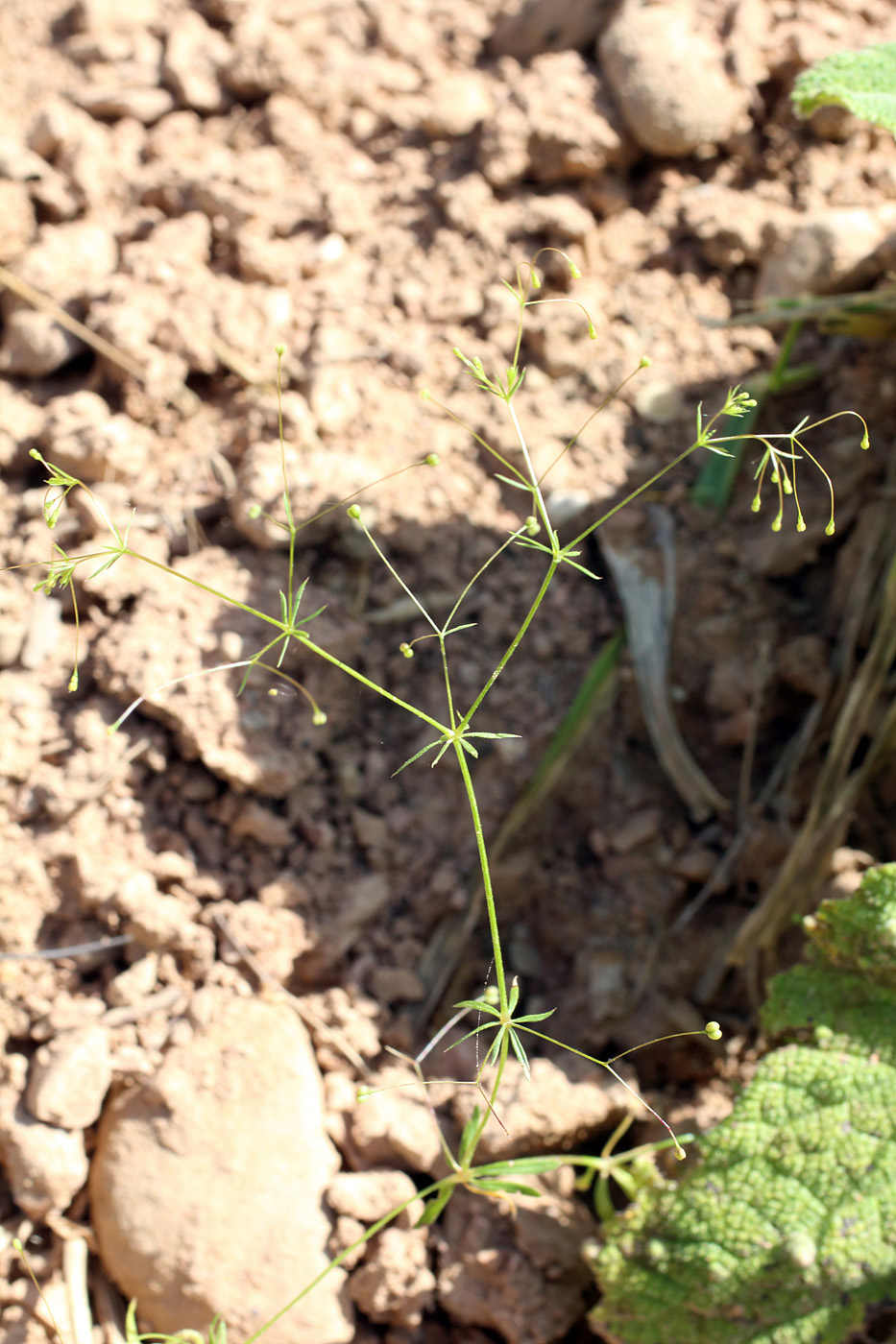 Изображение особи Galium tenuissimum.