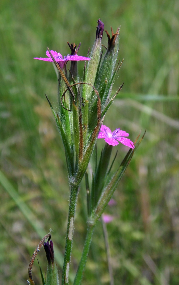 Изображение особи Dianthus armeria.