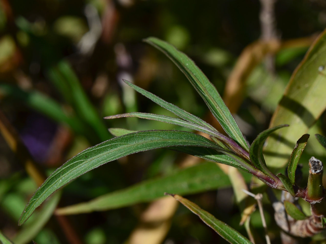 Изображение особи Ruellia simplex.