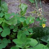 Oxalis stricta