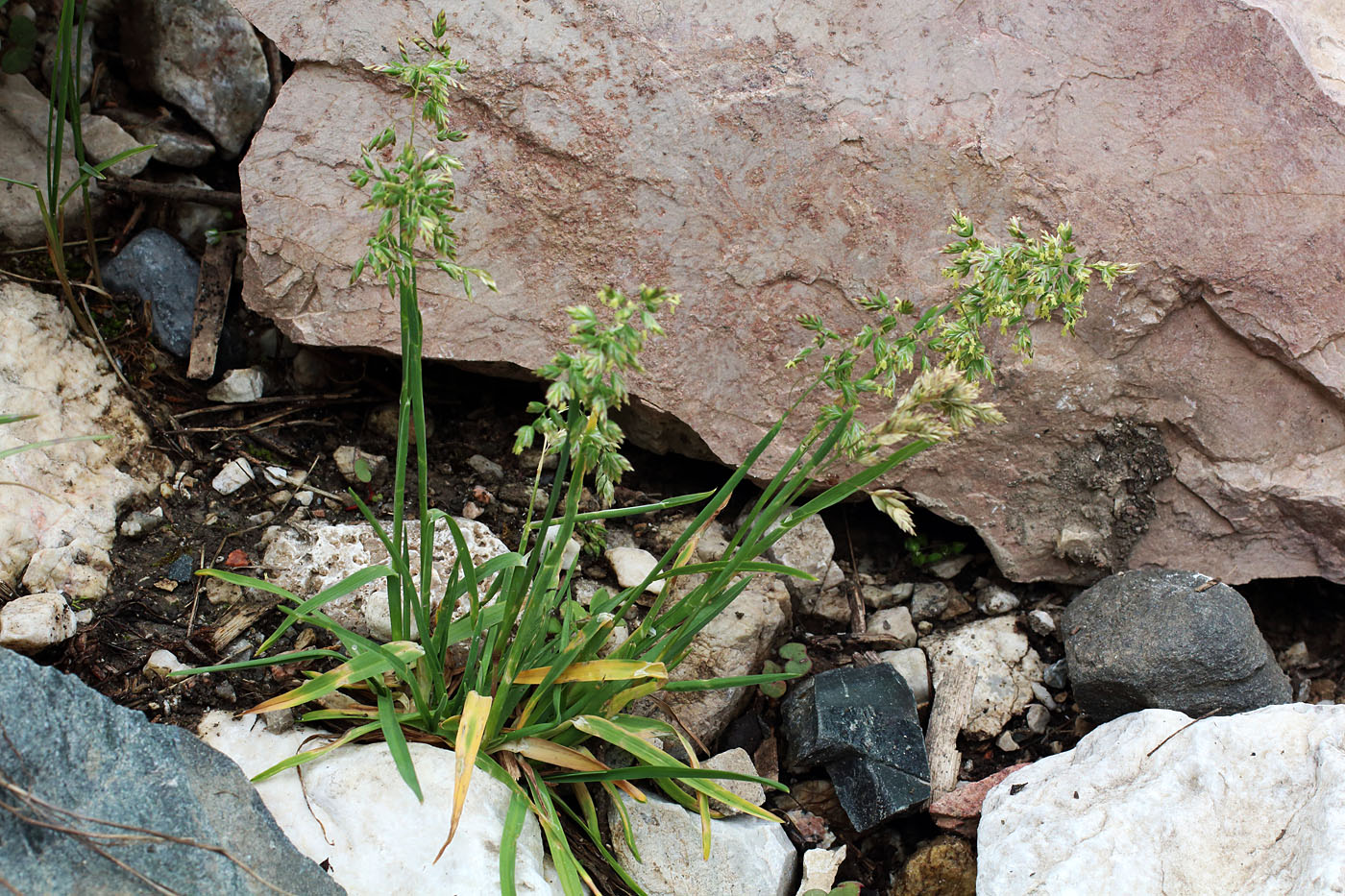 Image of Poa alpina specimen.