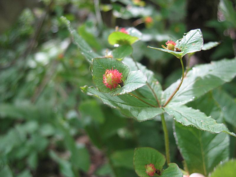 Image of Euphorbia squamosa specimen.