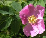 Rosa cinnamomea