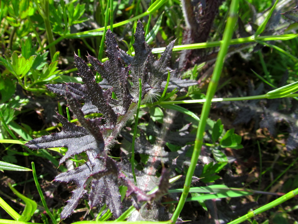 Изображение особи Cirsium palustre.