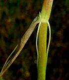 Ranunculus ophioglossifolius