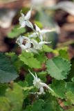 Epimedium pauciflorum