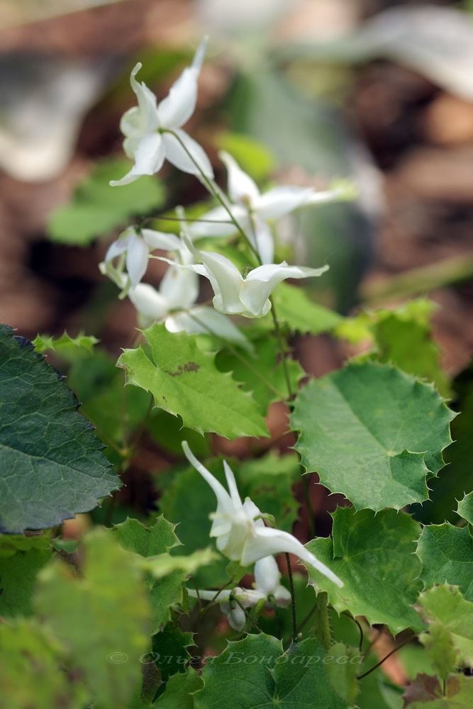 Image of Epimedium pauciflorum specimen.