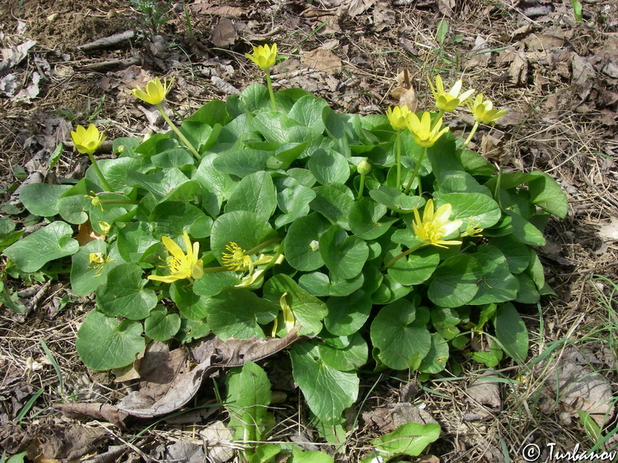 Image of Ficaria calthifolia specimen.