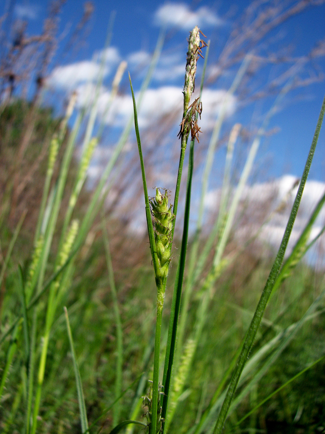 Изображение особи Carex hirta.