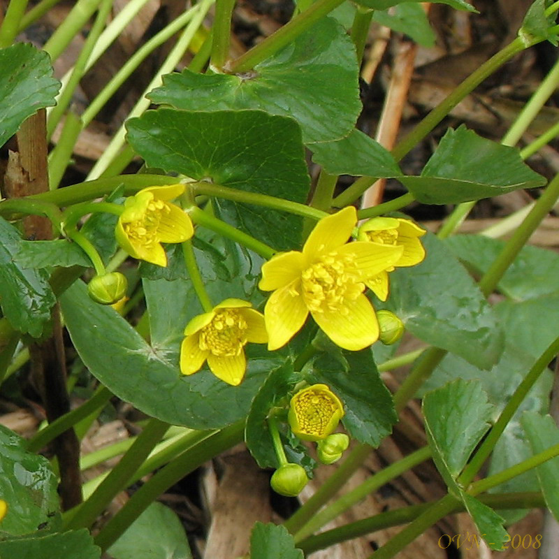 Image of Caltha sibirica specimen.