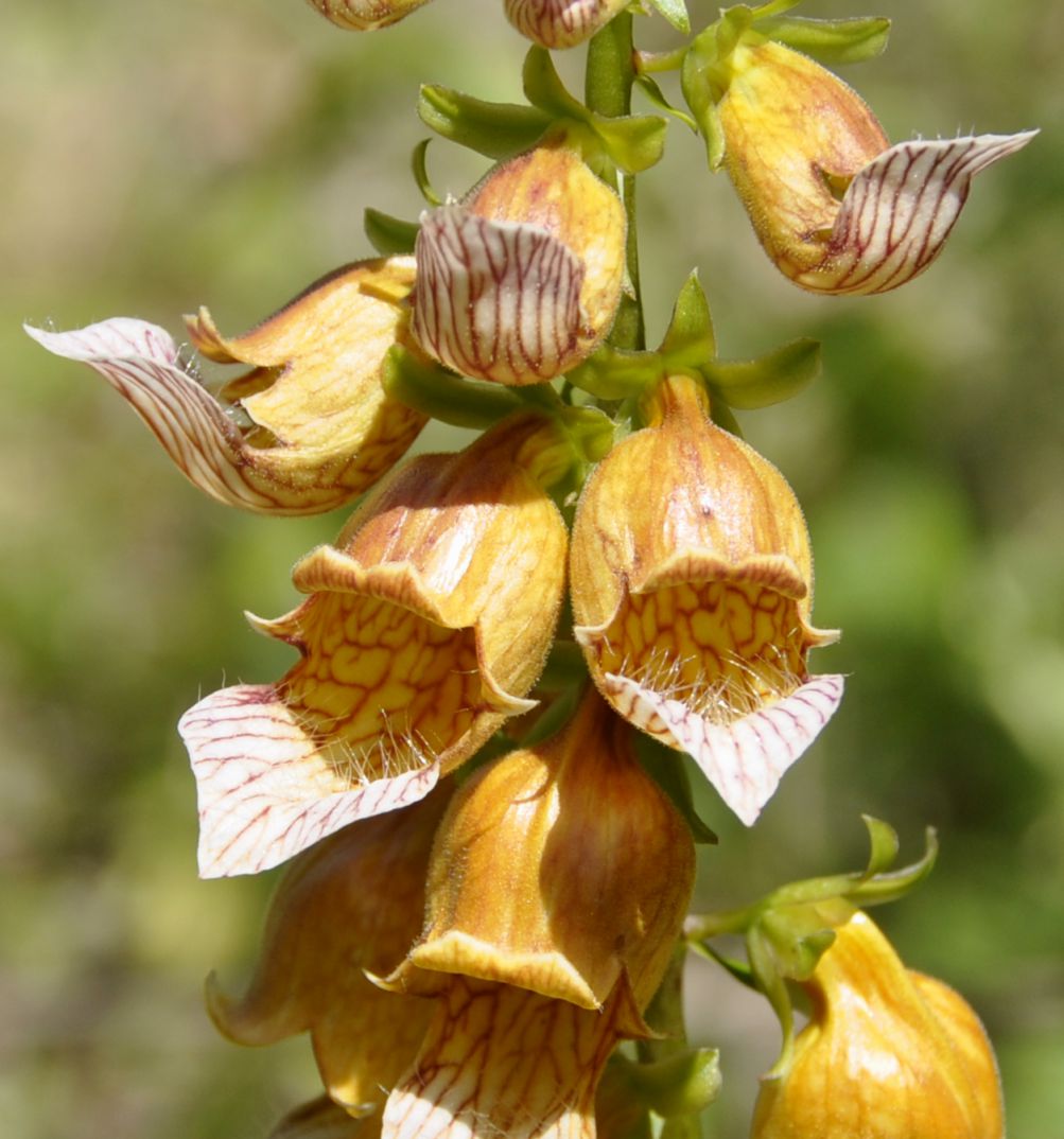 Image of Digitalis laevigata specimen.