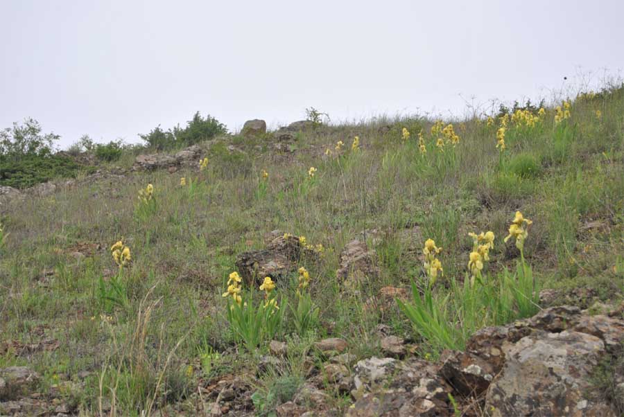 Image of Iris imbricata specimen.