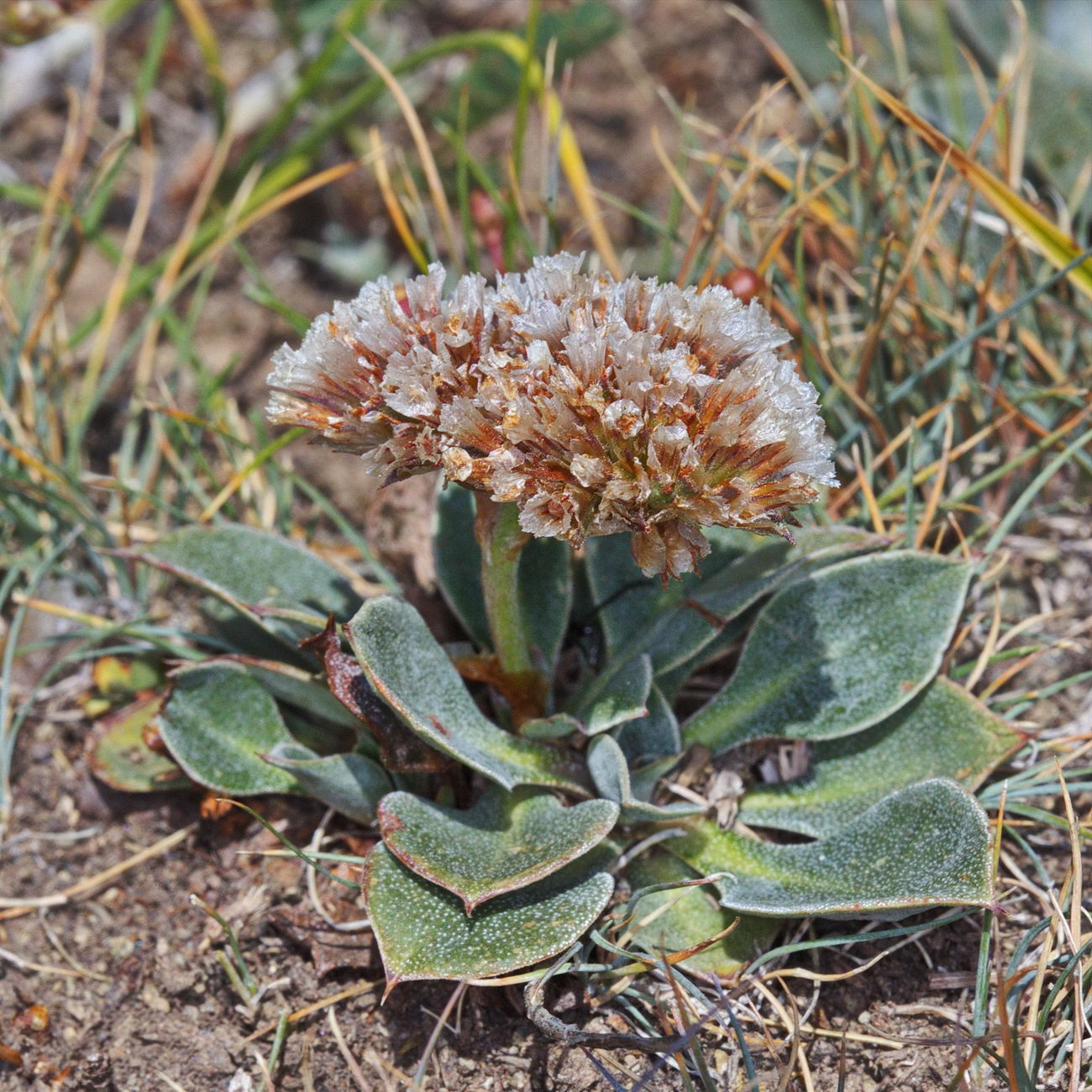 Image of Goniolimon orthocladum specimen.