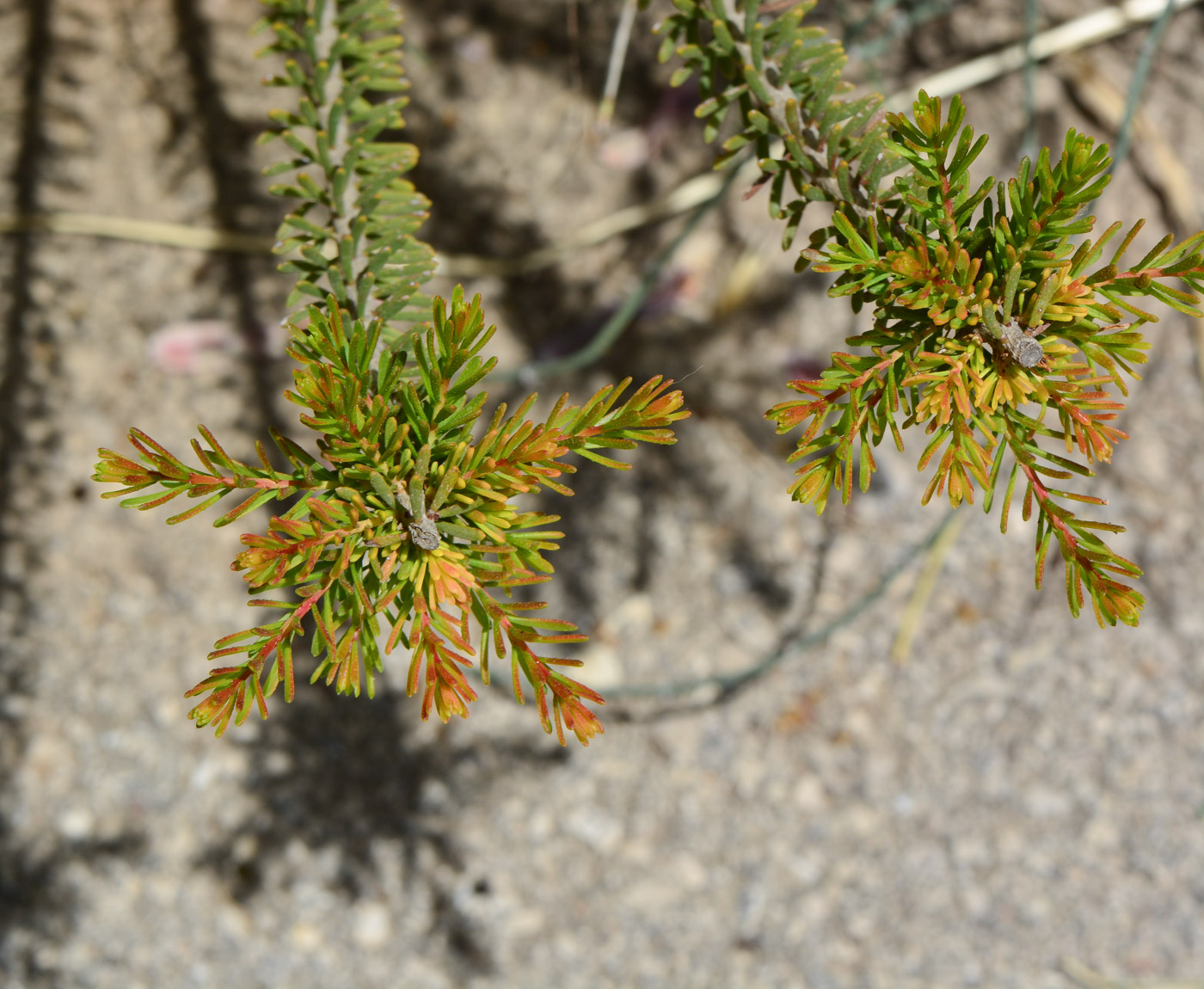 Image of Calothamnus quadrifidus specimen.