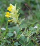 genus Rhinanthus