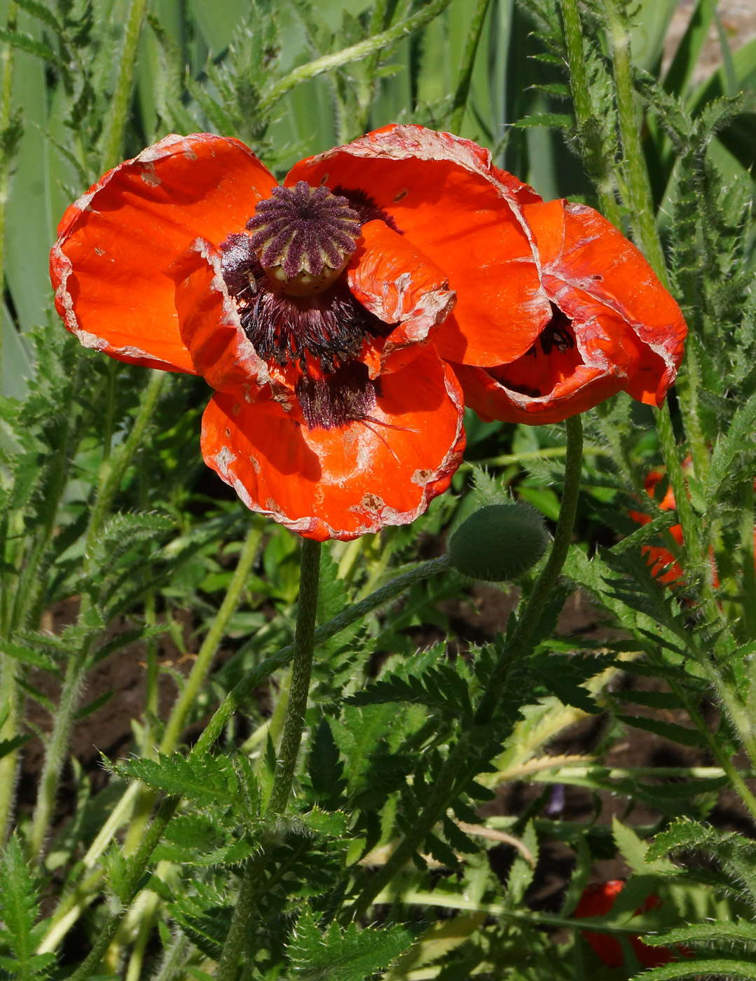 Image of Papaver orientale specimen.