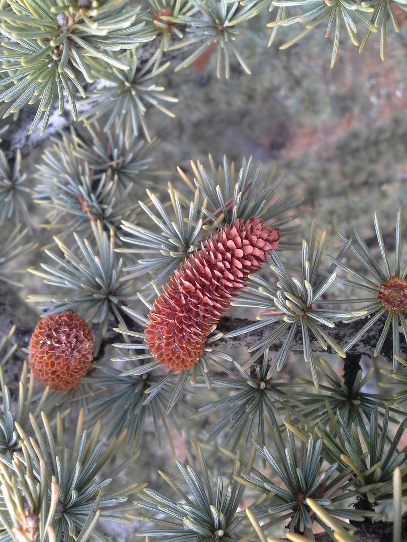 Image of genus Cedrus specimen.