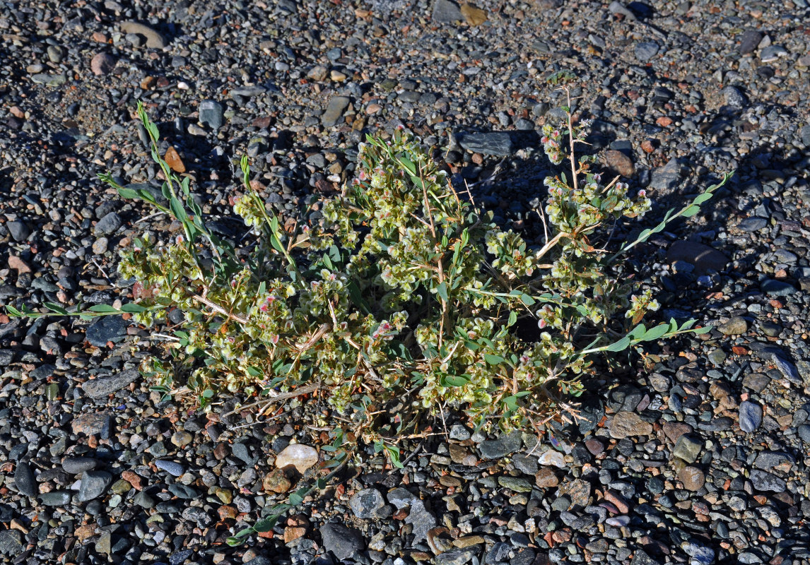 Image of Atraphaxis pungens specimen.