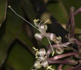 Sansevieria liberica