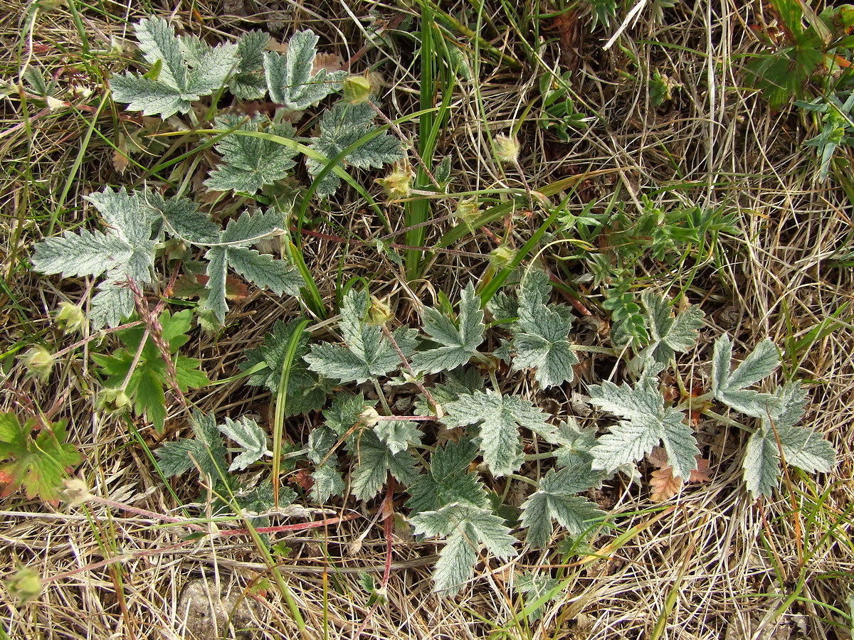 Image of Potentilla nivea specimen.