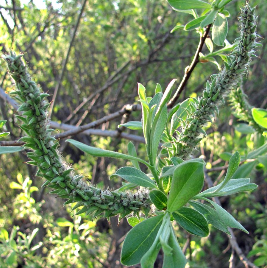 Image of Salix gmelinii specimen.