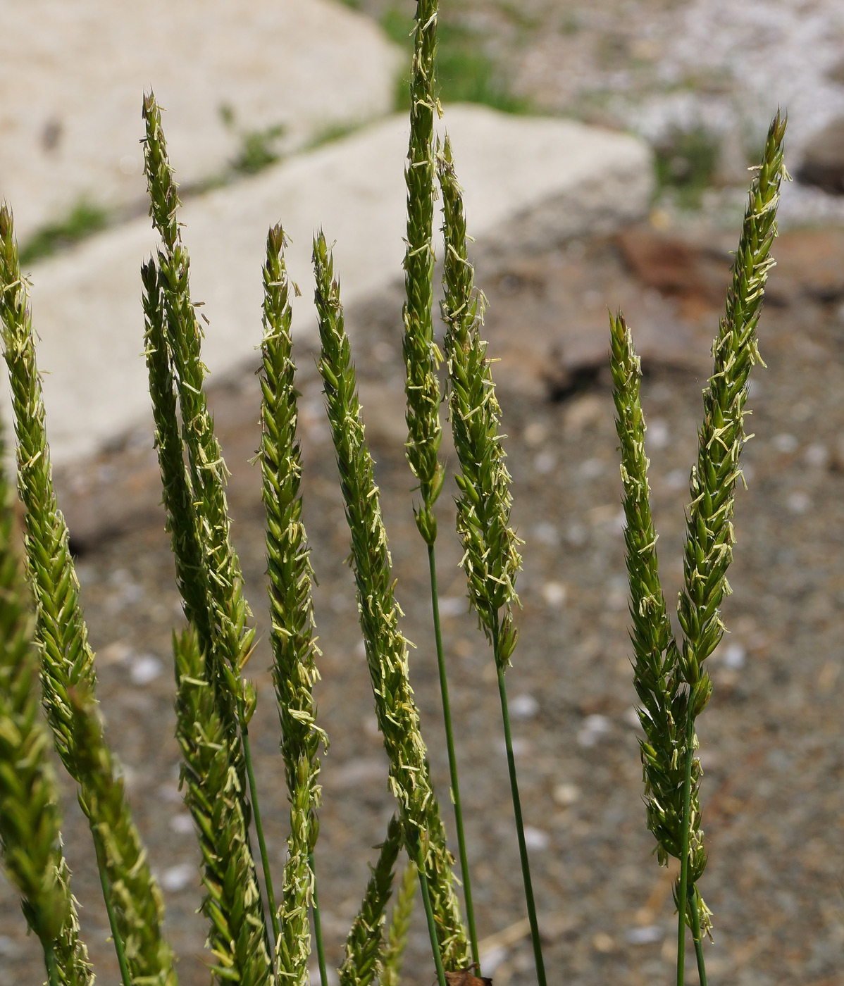 Image of genus Leymus specimen.