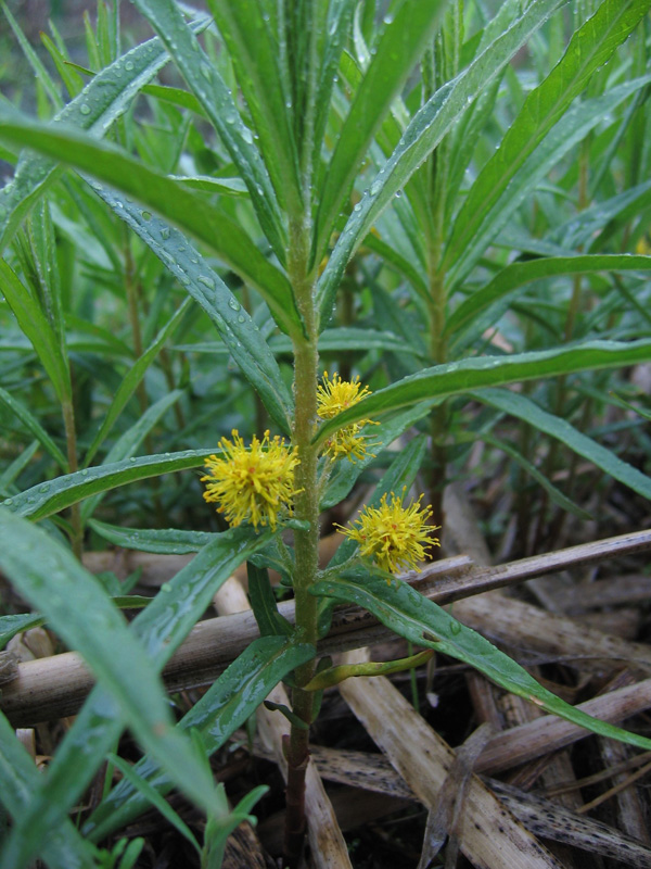 Image of Naumburgia thyrsiflora specimen.