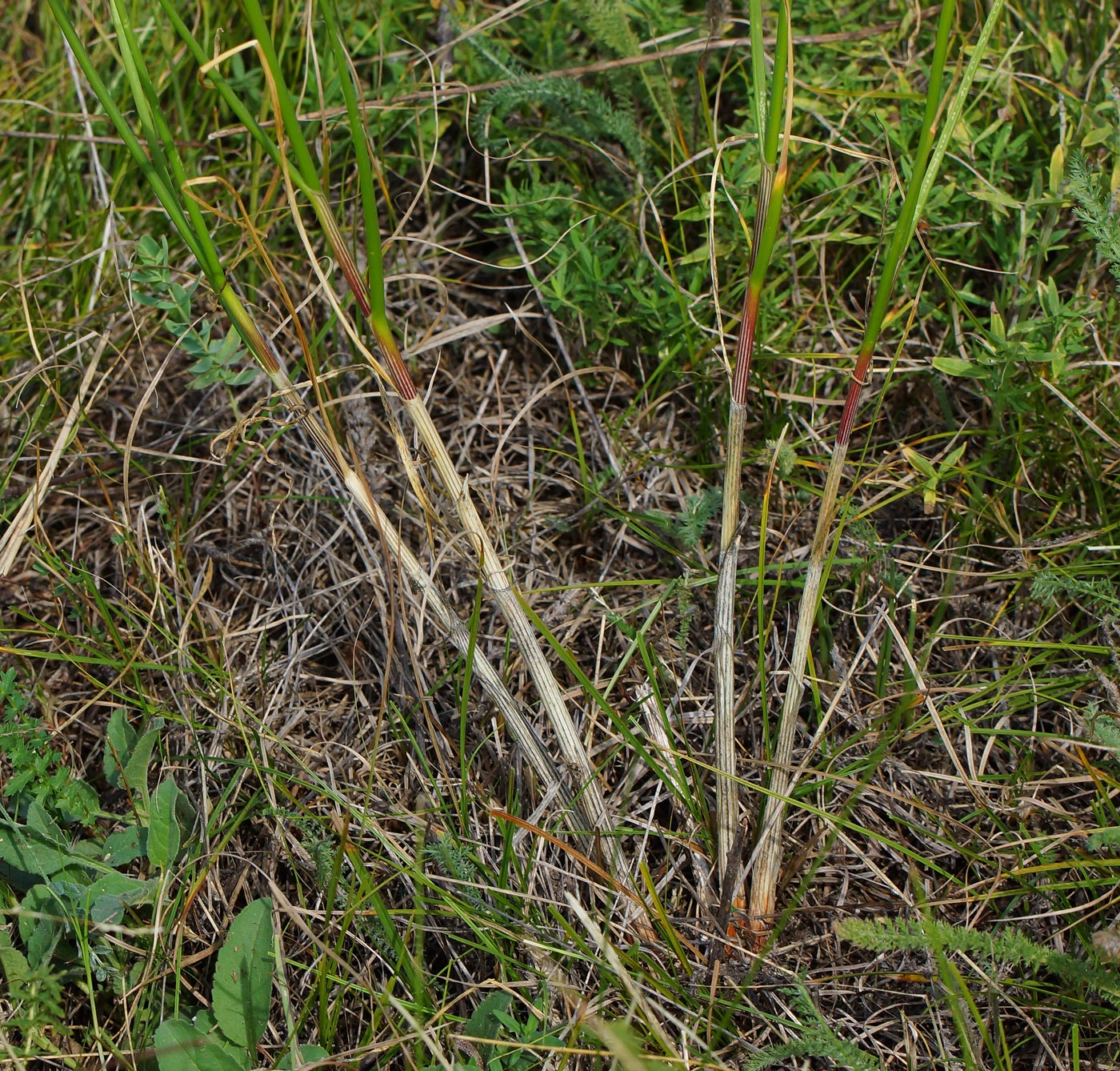 Image of Allium montanostepposum specimen.