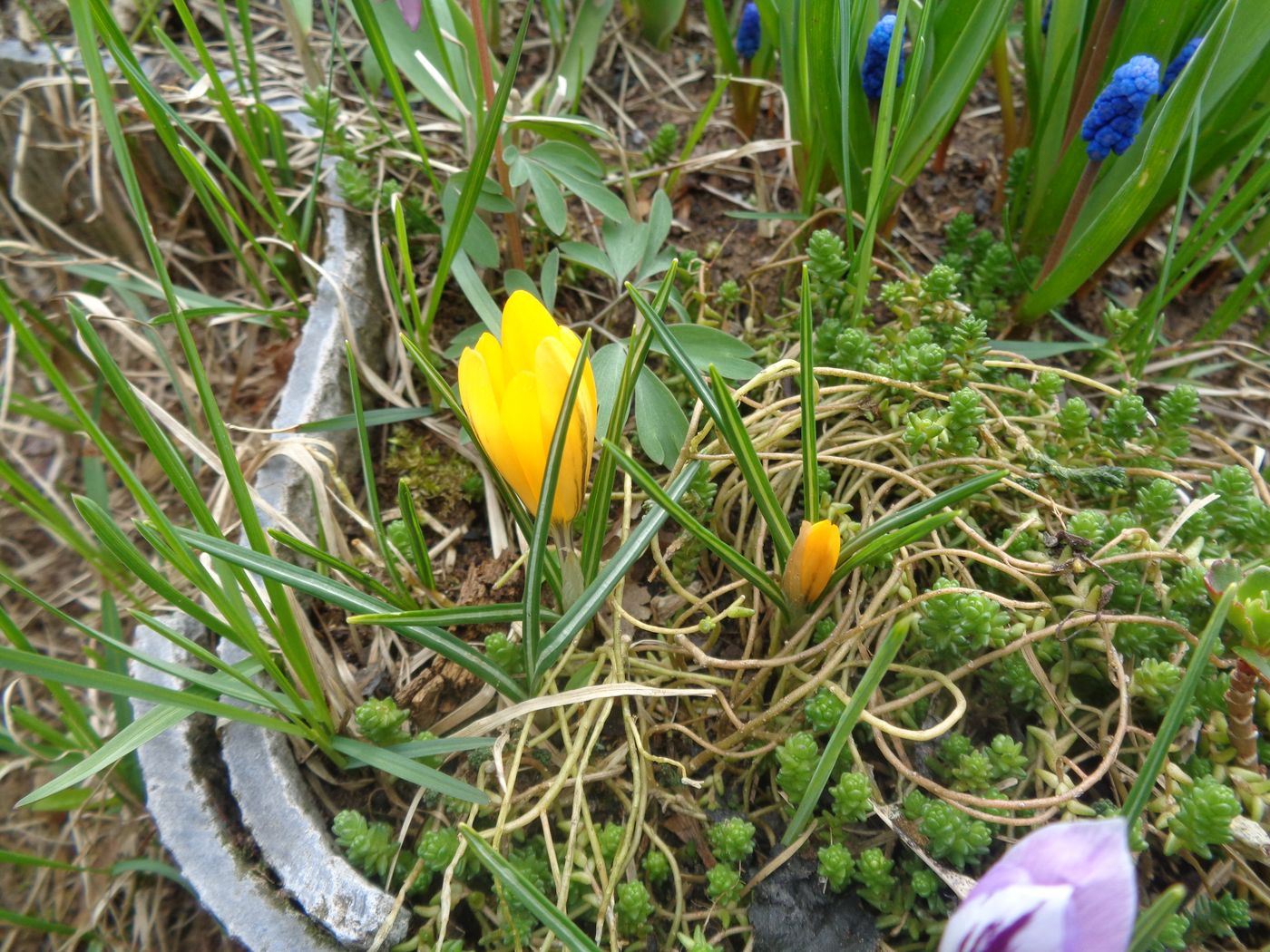 Изображение особи Crocus flavus.