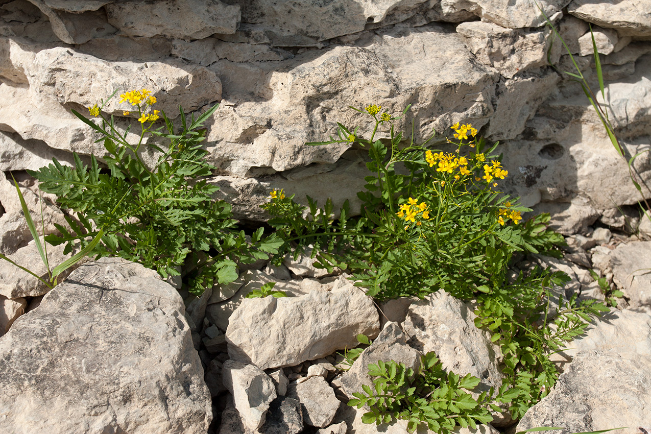 Изображение особи Rorippa sylvestris.