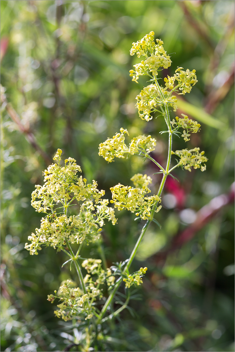 Image of Galium &times; pomeranicum specimen.