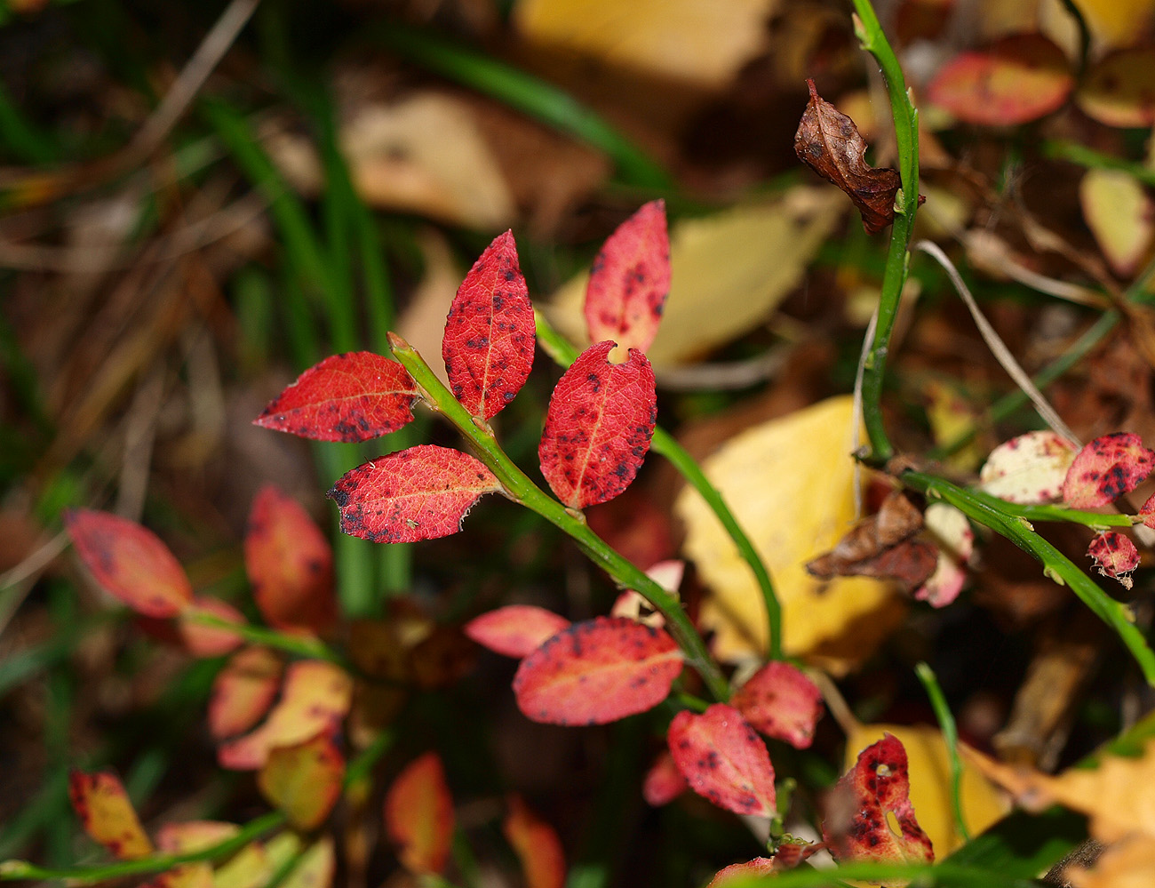 Image of Vaccinium myrtillus specimen.