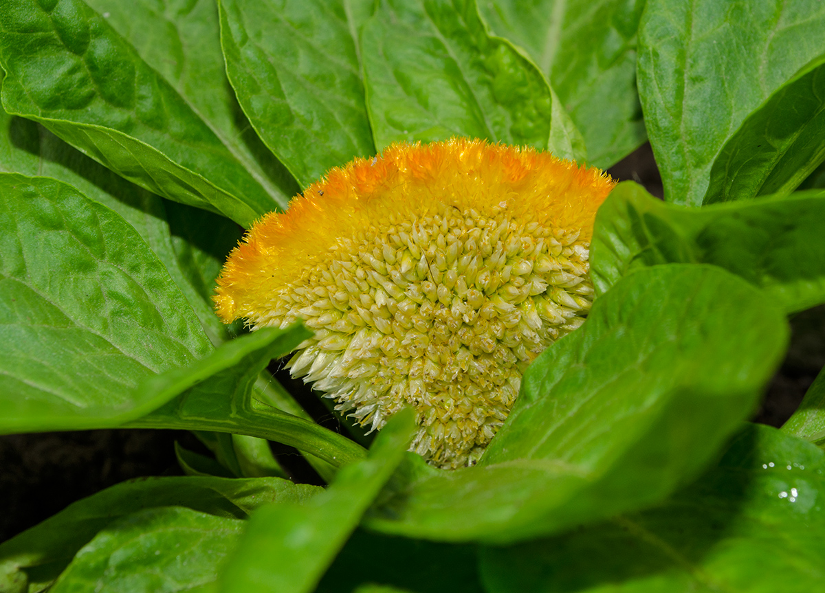 Image of Celosia cristata specimen.