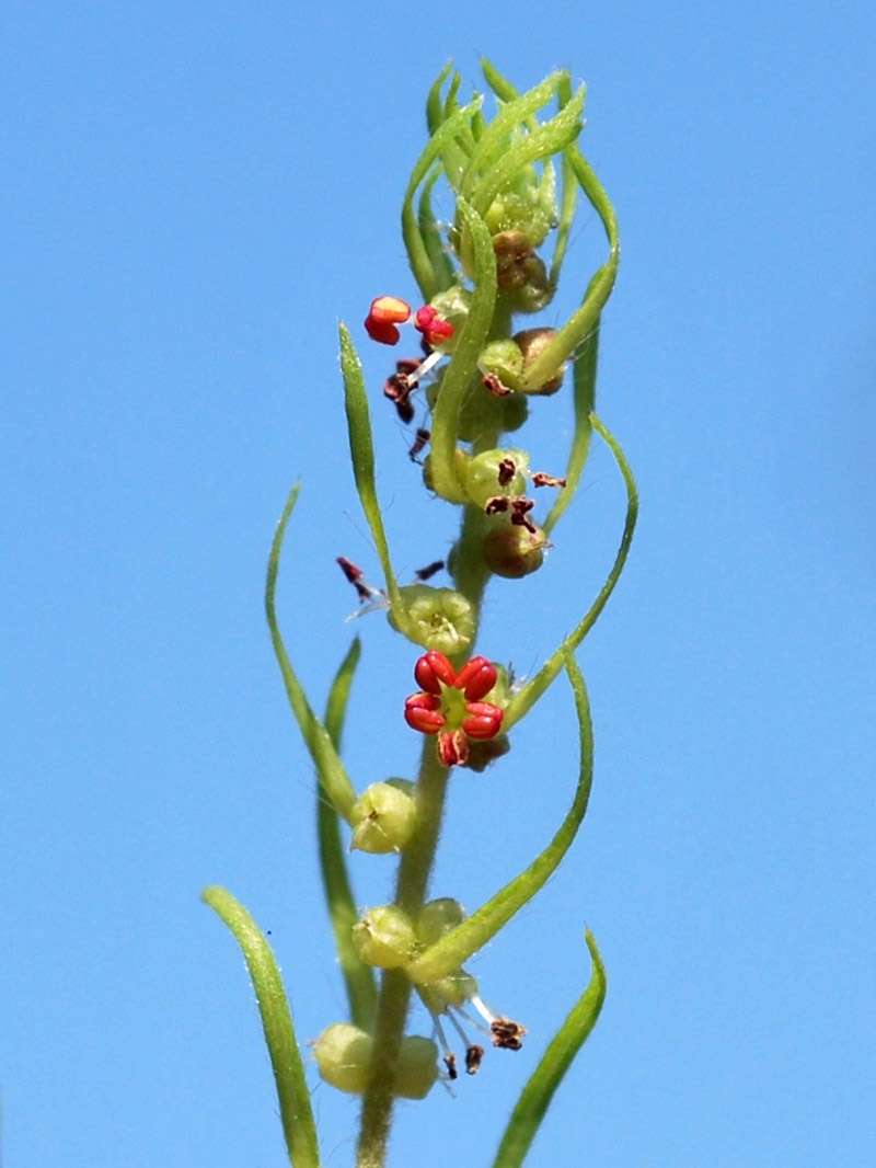 Image of Bassia scoparia f. trichophylla specimen.