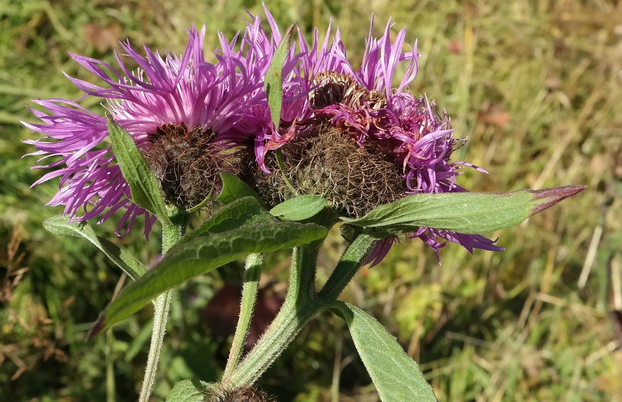 Image of Centaurea alutacea specimen.