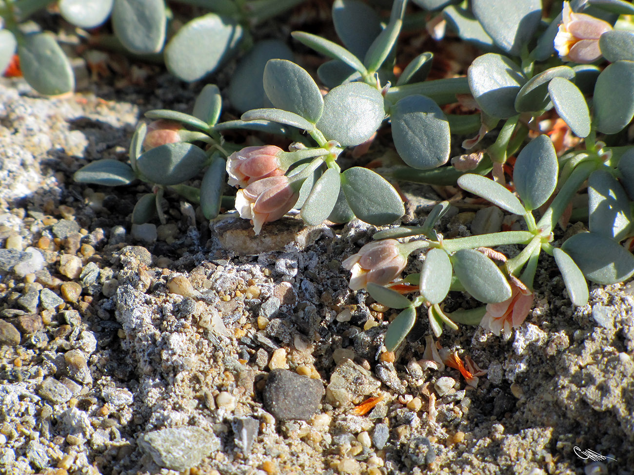 Image of Zygophyllum rosowii specimen.