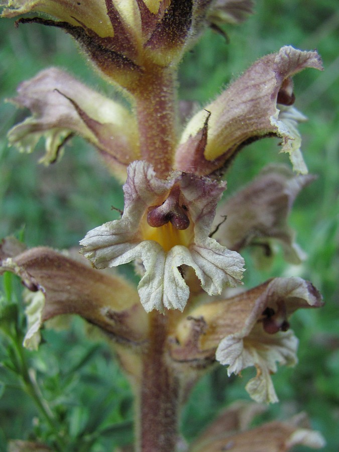 Изображение особи Orobanche lutea.