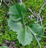 Ranunculus bullatus подвид cytheraeus. Прикорневые листья и основание цветоноса. Республика Кипр, епархия Левкосия (επαρχία Λευκωσίας), г. Никосия (Λευκωσία), Национальный Лесной парк Аталасса (Εθνικό Δασικό Πάρκο Αθαλάσσας). 29.12.2018.