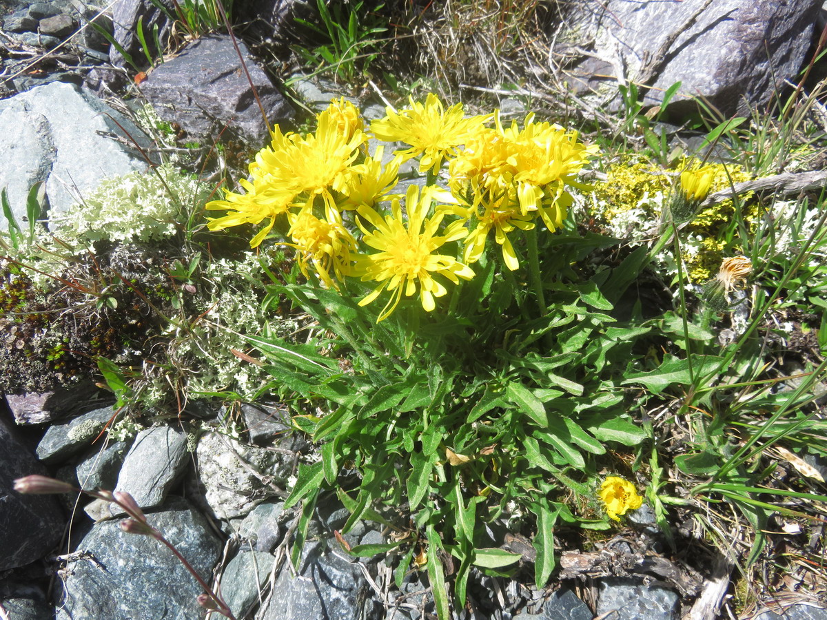 Image of genus Crepis specimen.