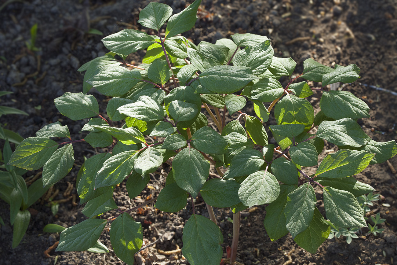 Image of Paeonia obovata specimen.