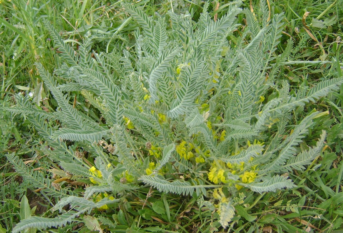 Изображение особи Astragalus badamliensis.