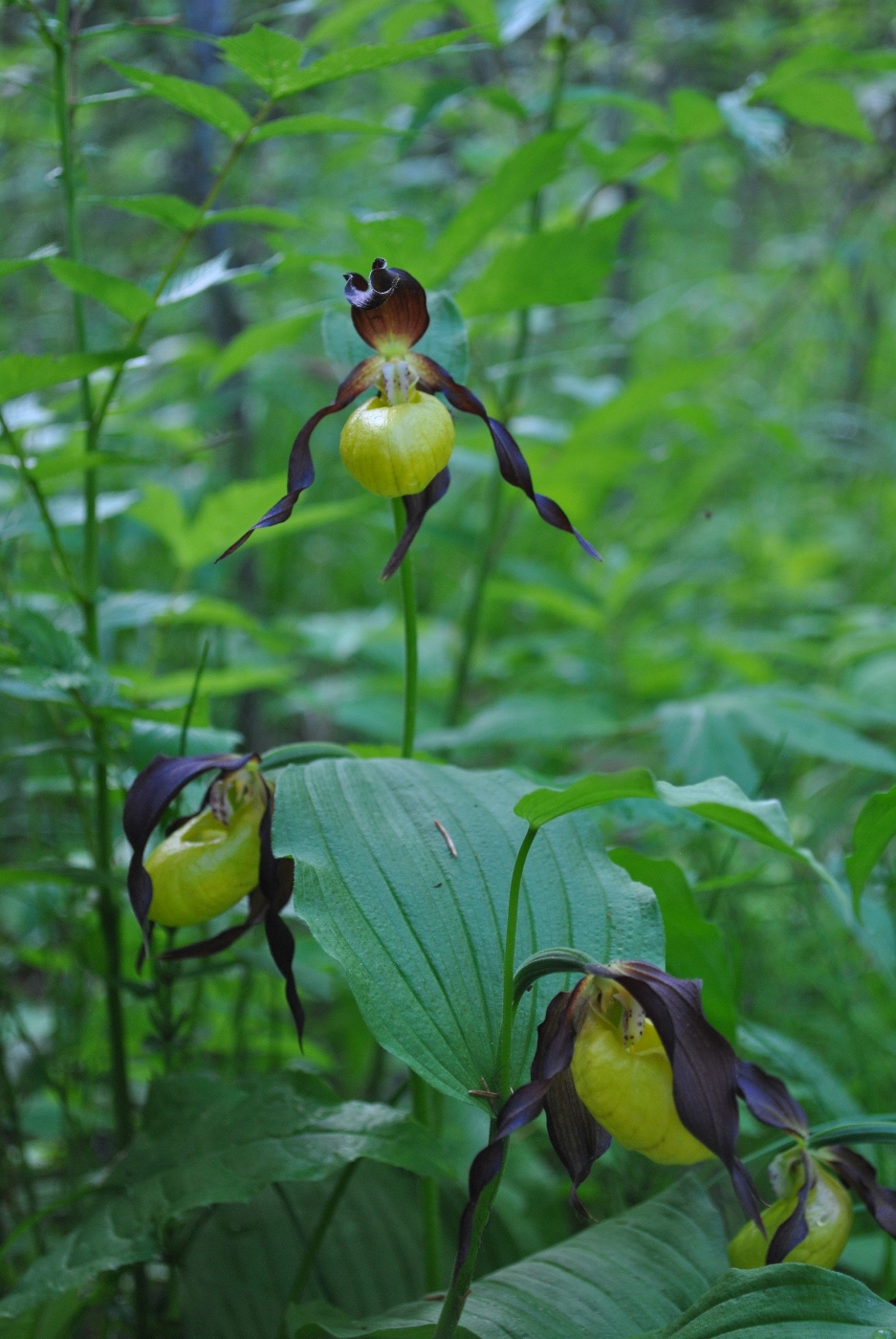 Image of Cypripedium calceolus specimen.