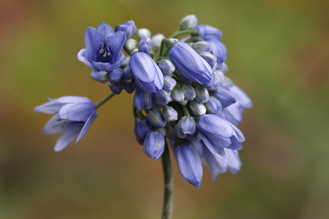 Image of Allium sikkimense specimen.