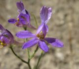 Delphinium divaricatum